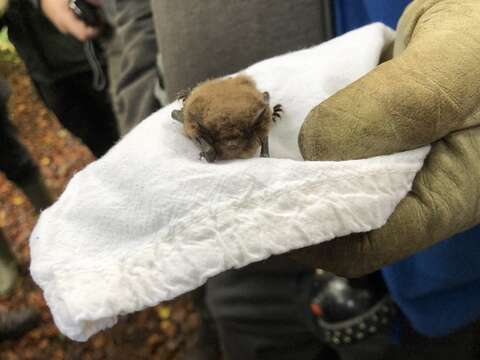 Image of Daubenton's Bat