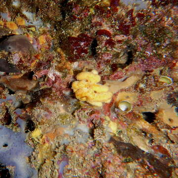 Image of crumpled duster sponge