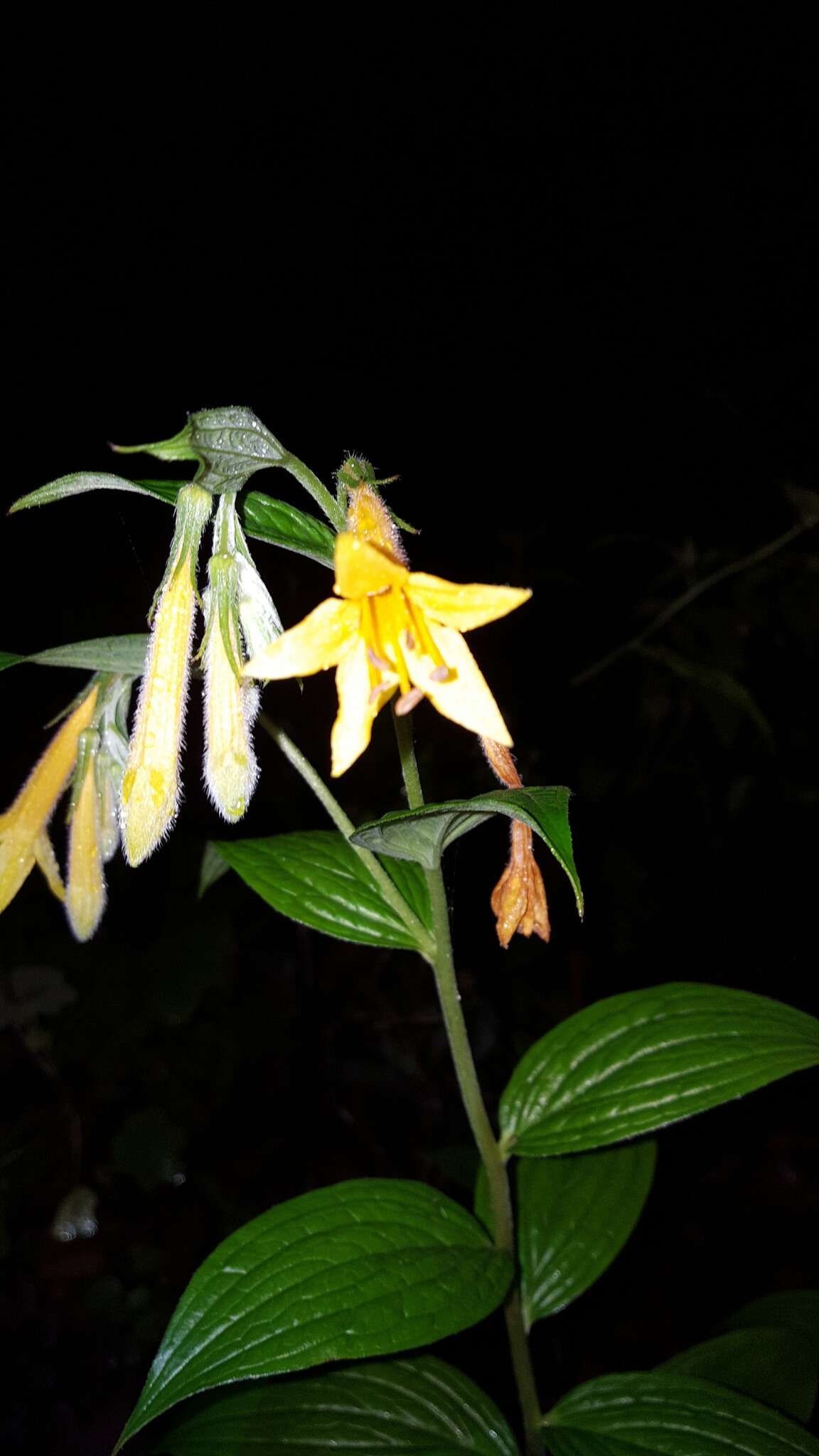 صورة <i>Lithospermum flavum</i>