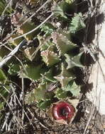 Image of Ceropegia guttata subsp. guttata