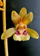 Image of Monk orchids