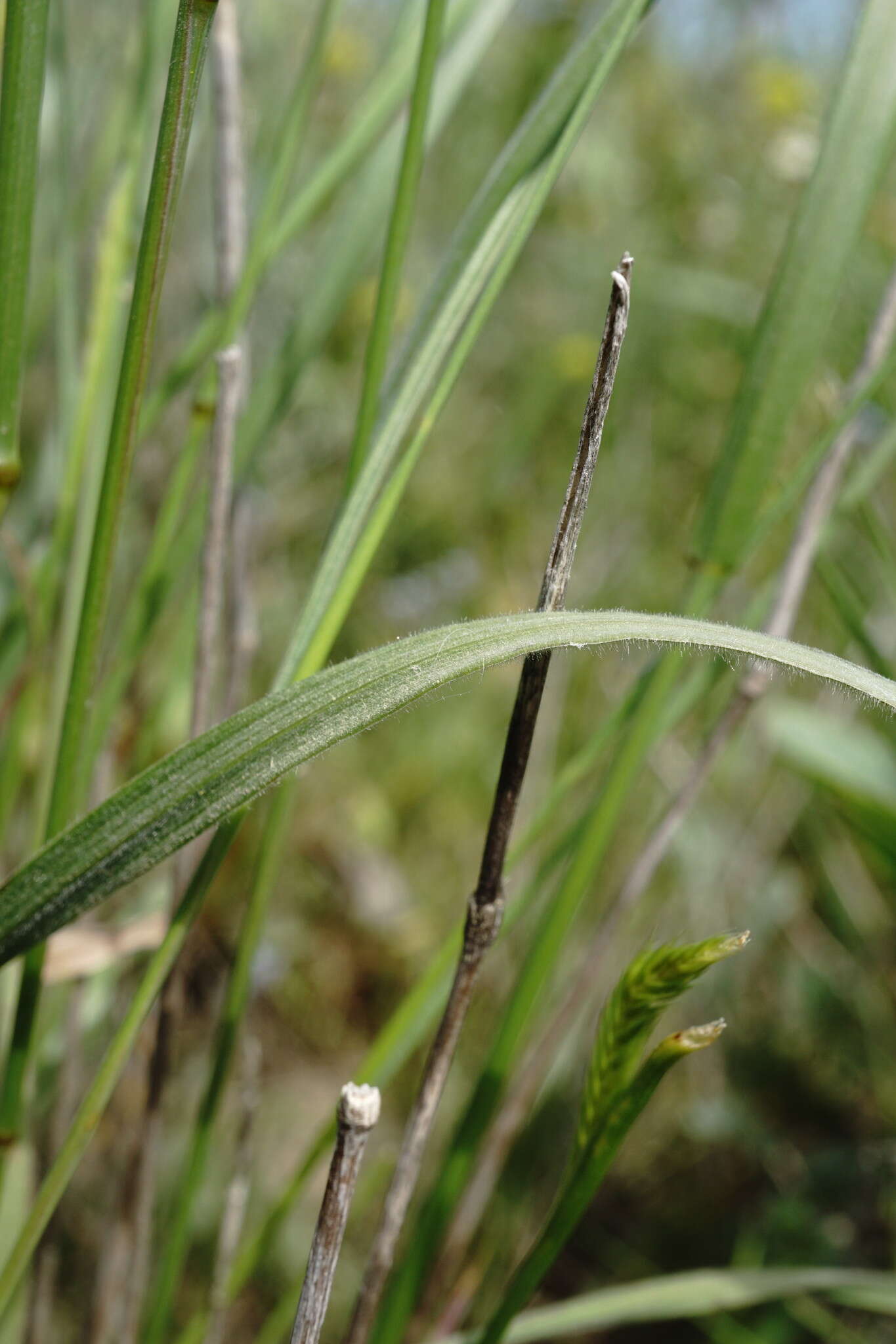 Слика од Agropyron cimmericum Nevski