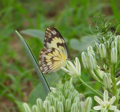 Image of Belenois gidica (Godart (1819))