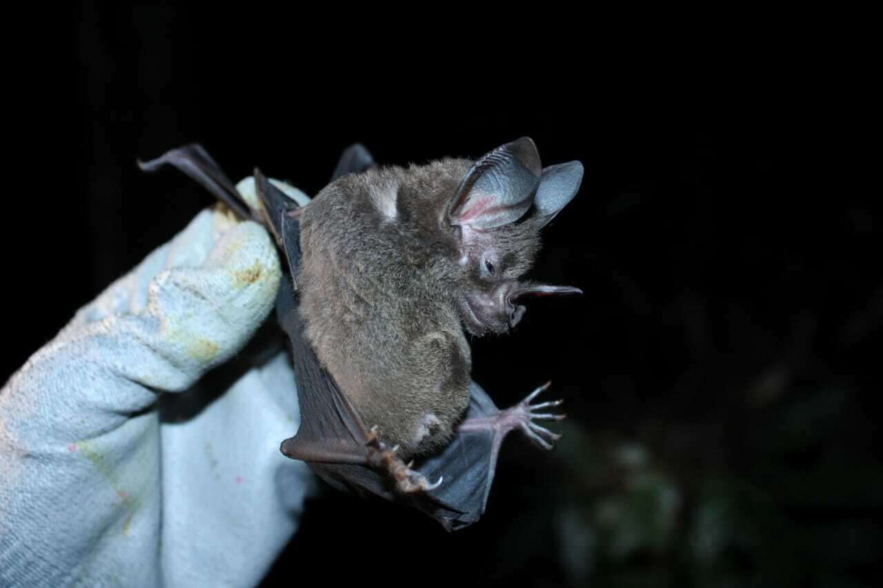 Image de lesser spear-nosed bat