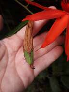 Image of Passiflora quadriglandulosa Rodschied