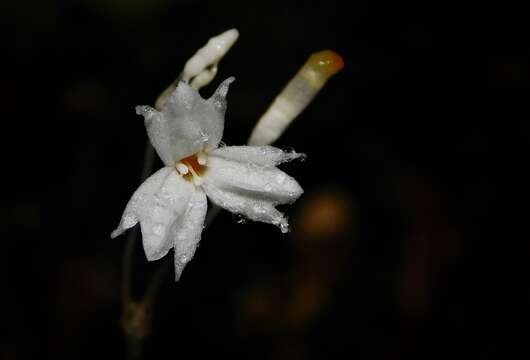 Imagem de Gymnosiphon suaveolens (H. Karst.) Urb.