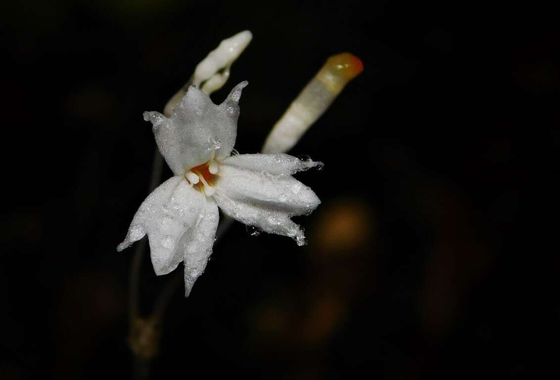 Imagem de Gymnosiphon suaveolens (H. Karst.) Urb.