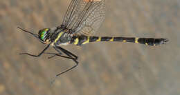 Image of Macromia manchurica Asahina 1964