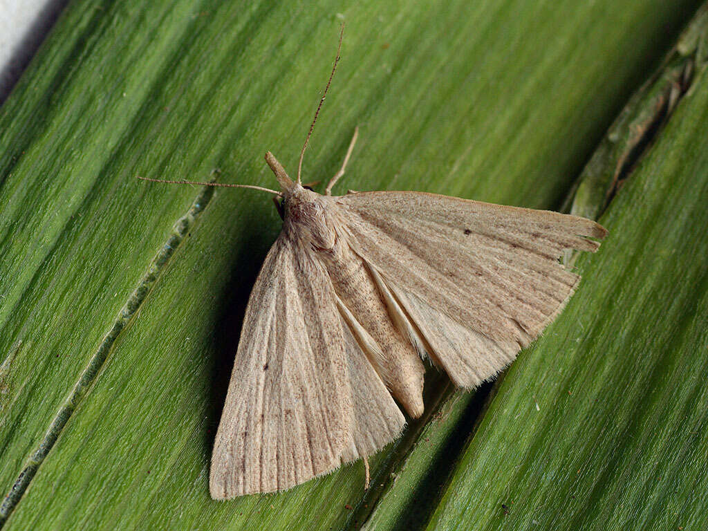 Image of dotted fan-foot