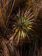 Image of Puya clava-herculis Mez & Sodiro