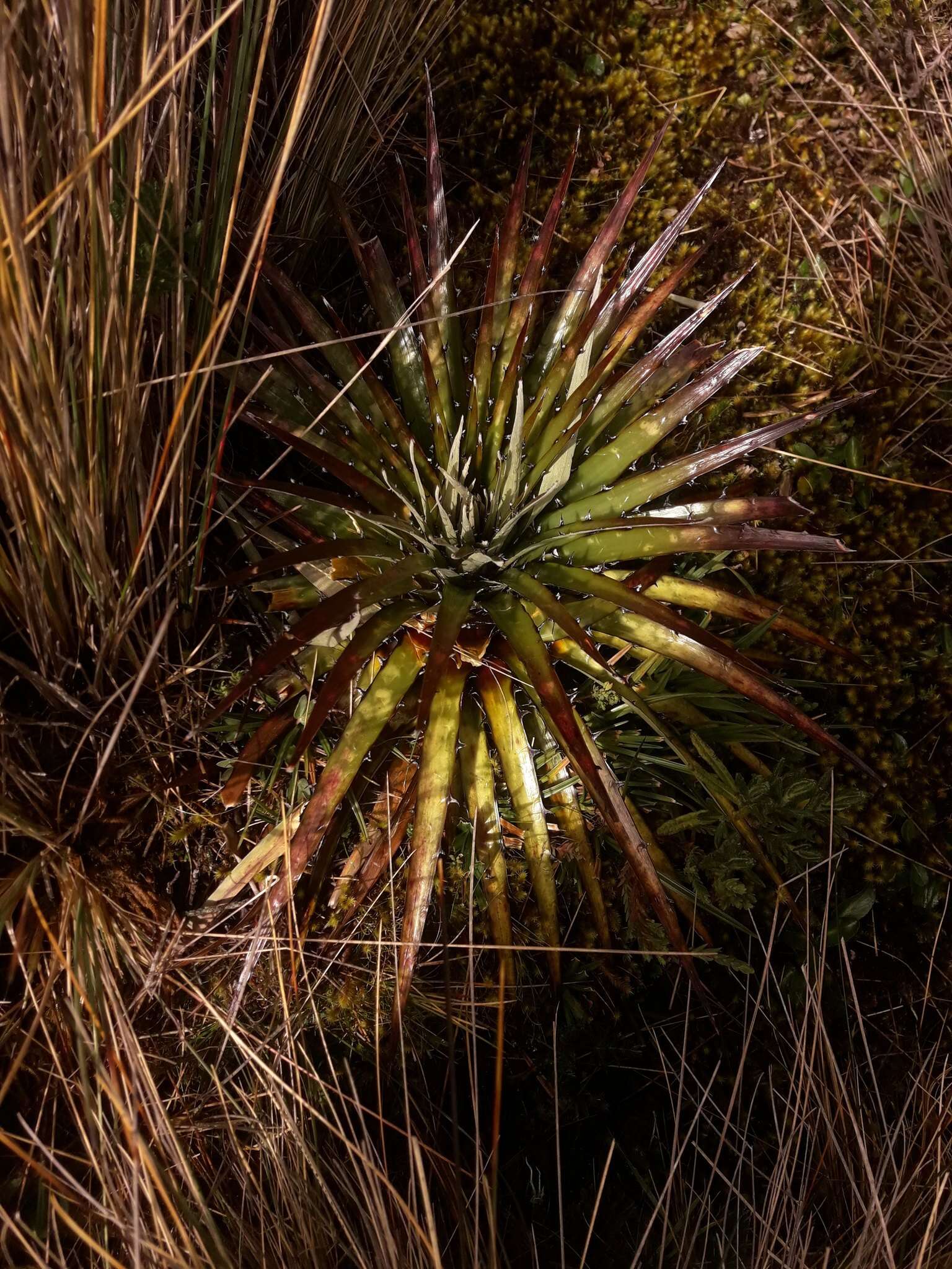 Image of Puya clava-herculis Mez & Sodiro