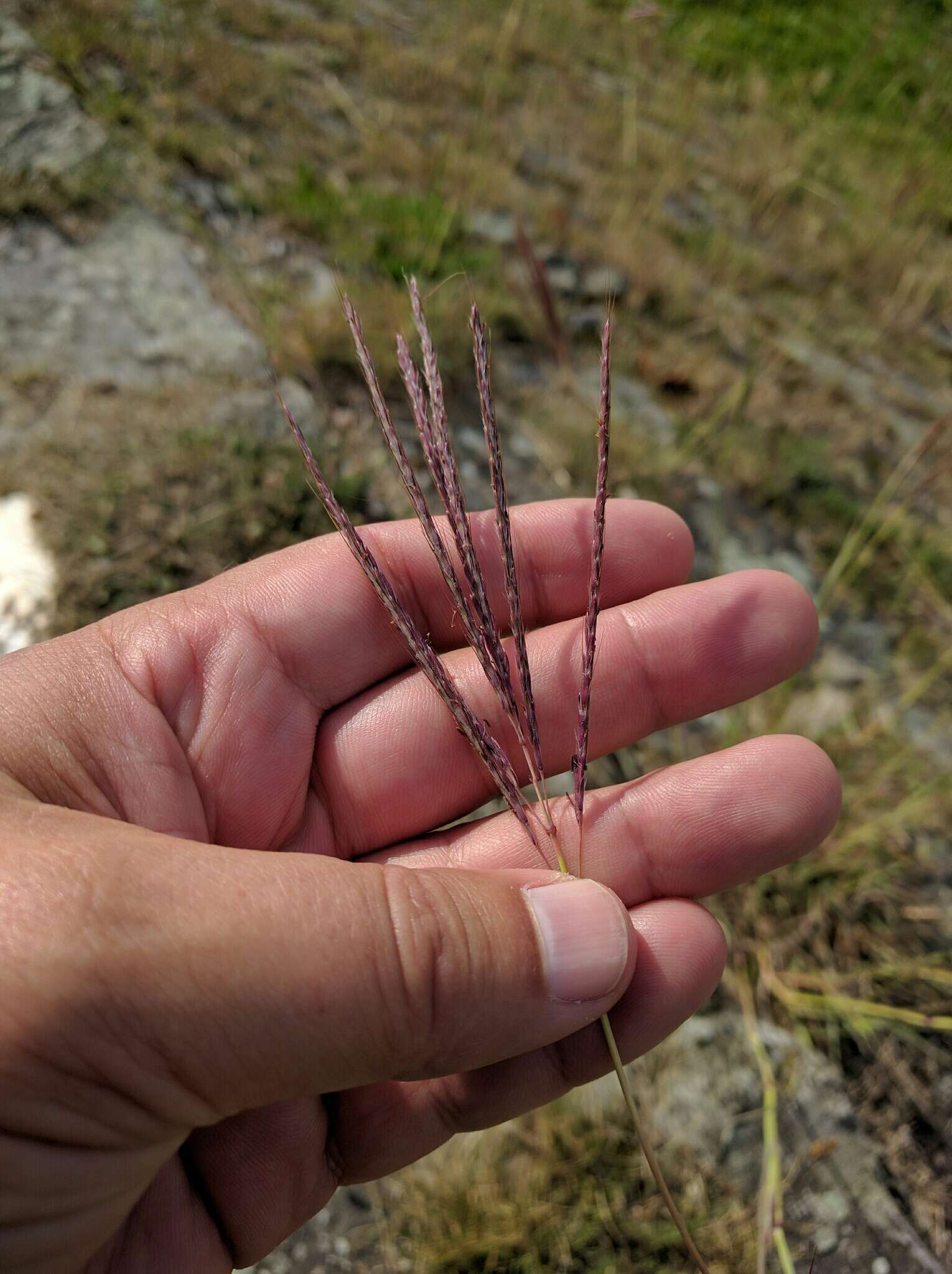 صورة Bothriochloa ischaemum (L.) Keng