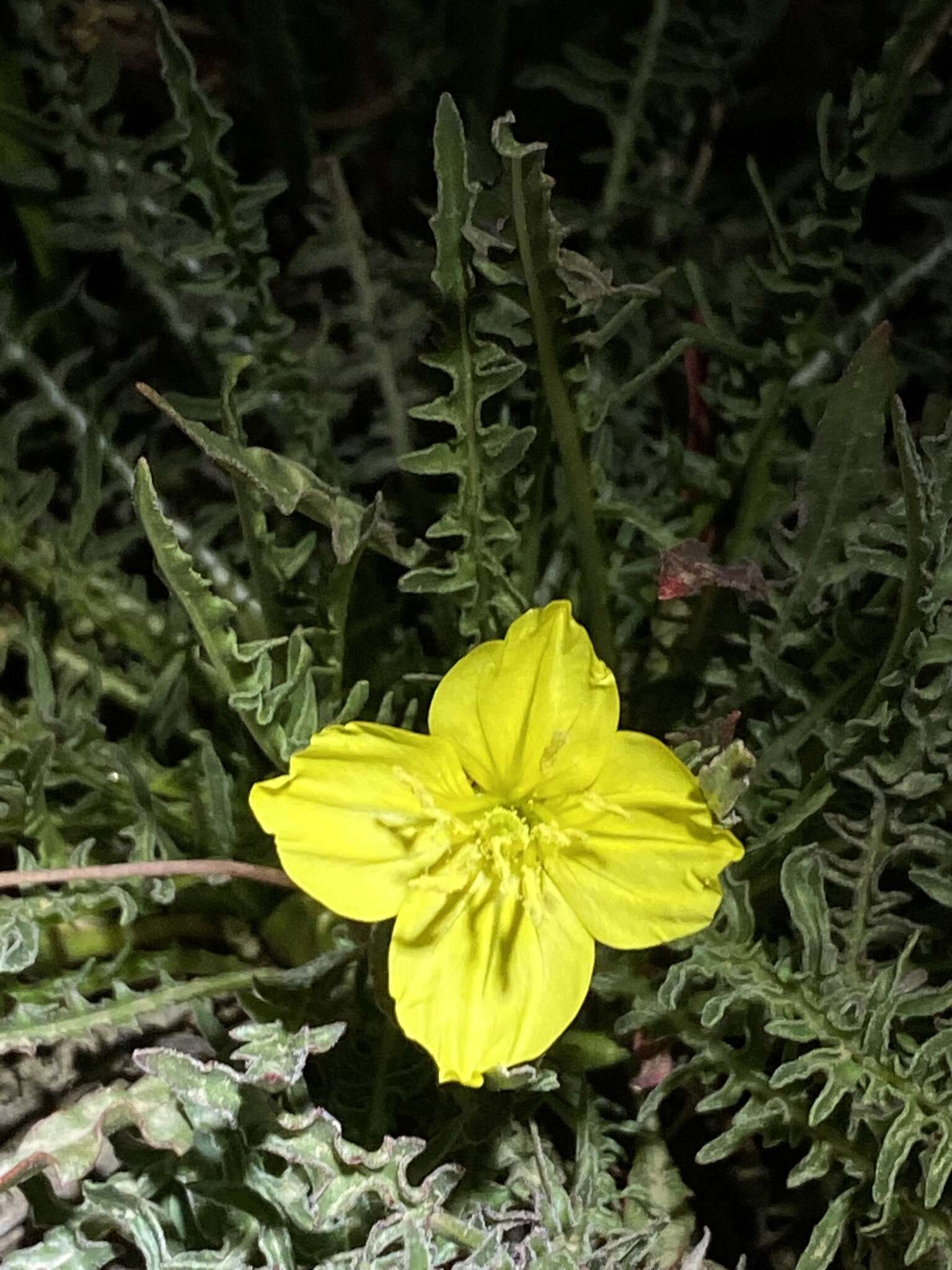 Plancia ëd Oenothera flava (A. Nels.) Garrett