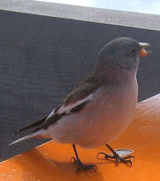 Image of Snow Finch