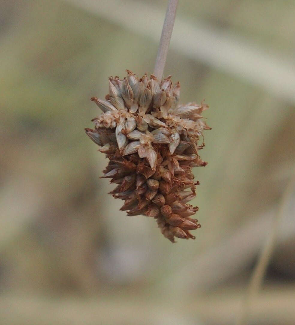 Sivun Cyperus conicus (R. Br.) Boeckeler kuva