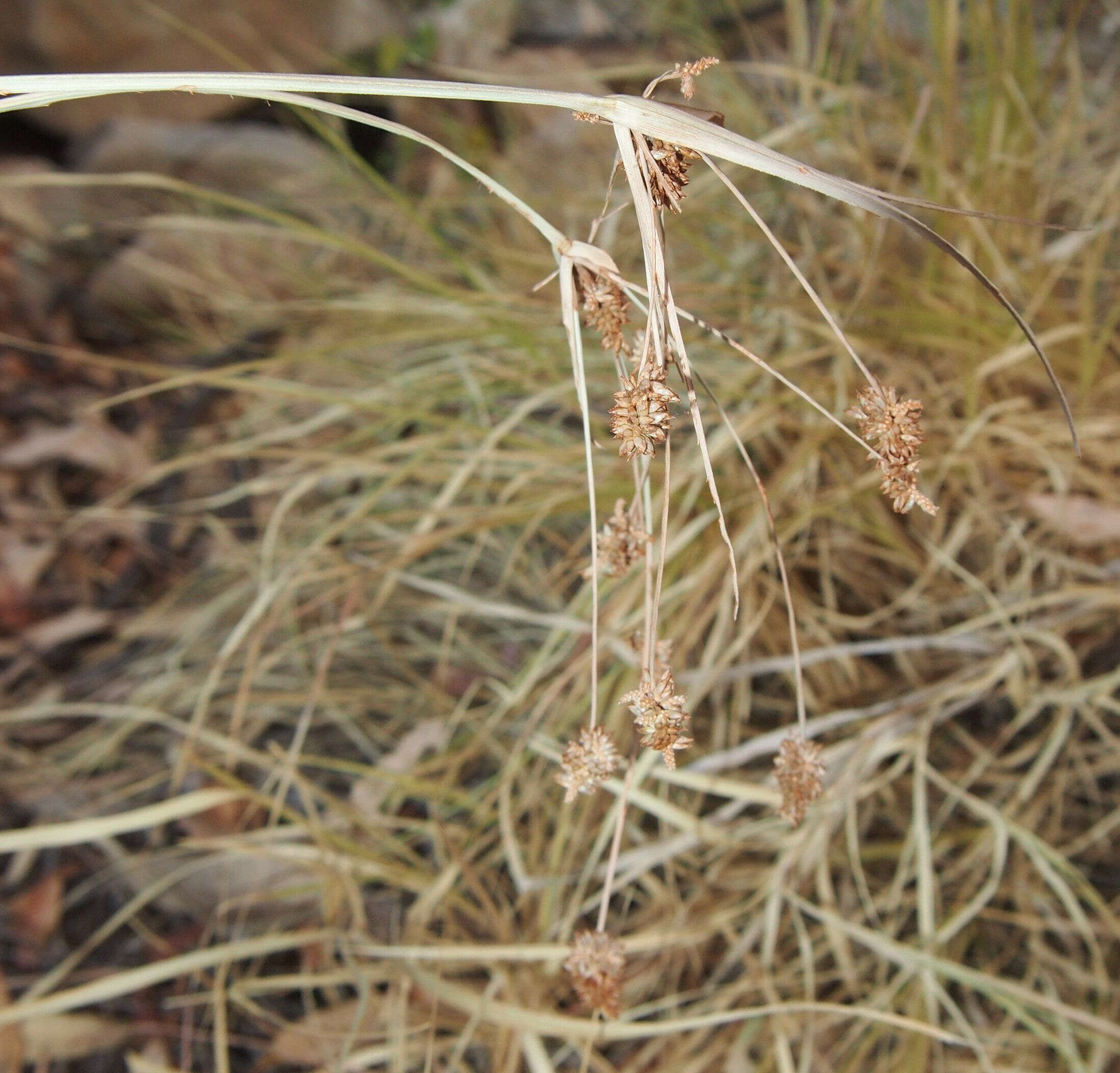 Sivun Cyperus conicus (R. Br.) Boeckeler kuva