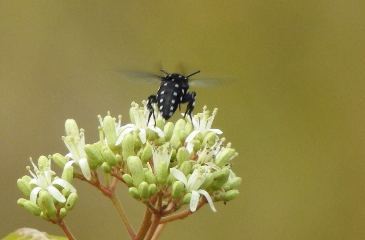 صورة Thyreus lugubris (Smith 1879)