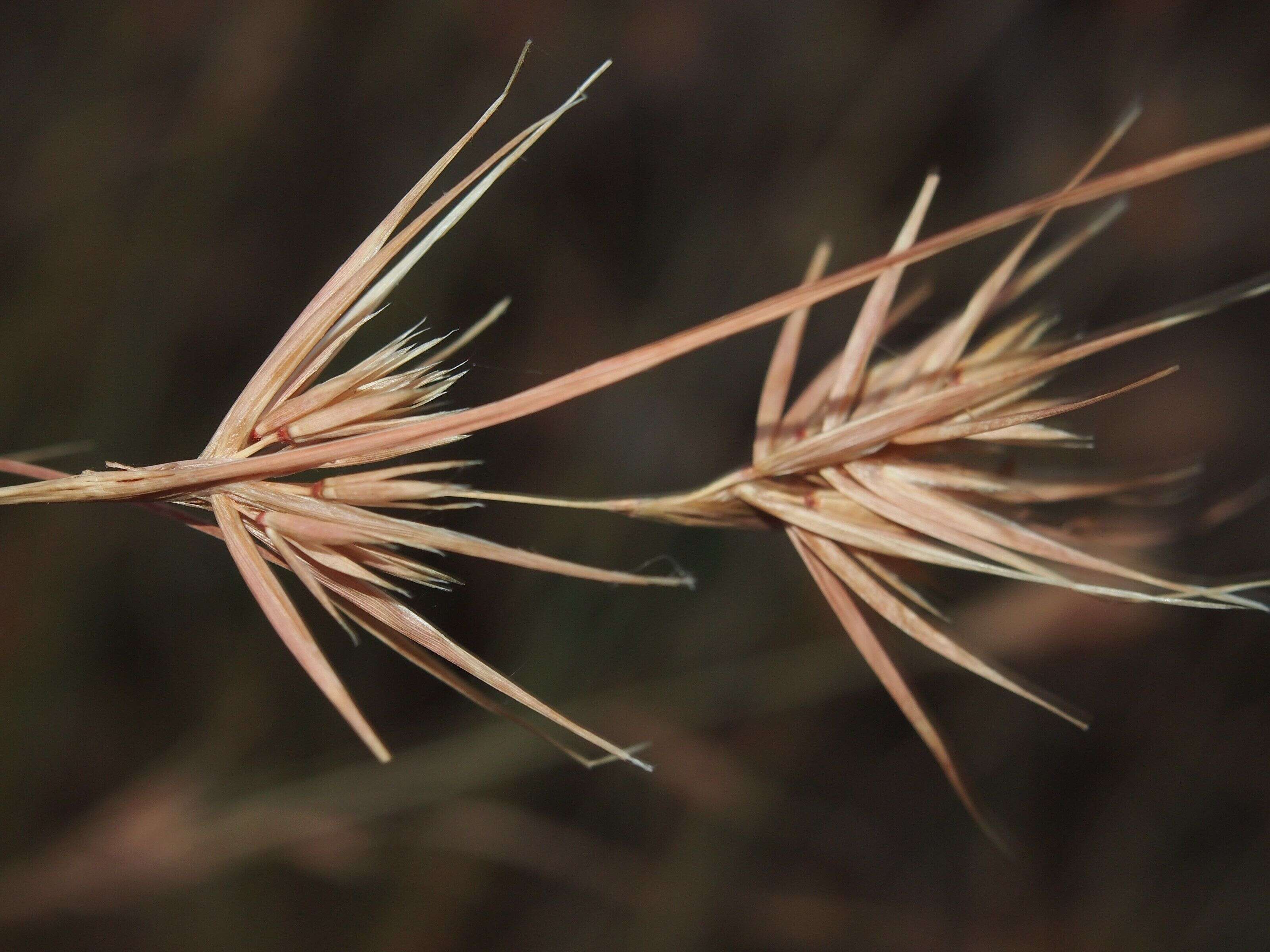 Image of Red grass