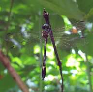 Image of Macromidia donaldi Fraser 1924