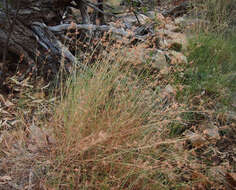 Image of Red grass