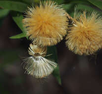 Olearia ferresii (F. Müll.) F. Müll. resmi