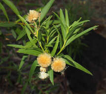 Olearia ferresii (F. Müll.) F. Müll. resmi