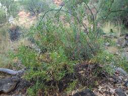 Olearia ferresii (F. Müll.) F. Müll. resmi