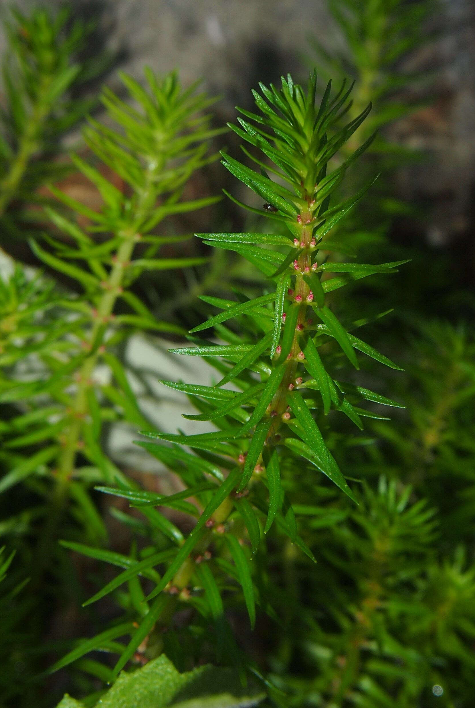 Image of rotala