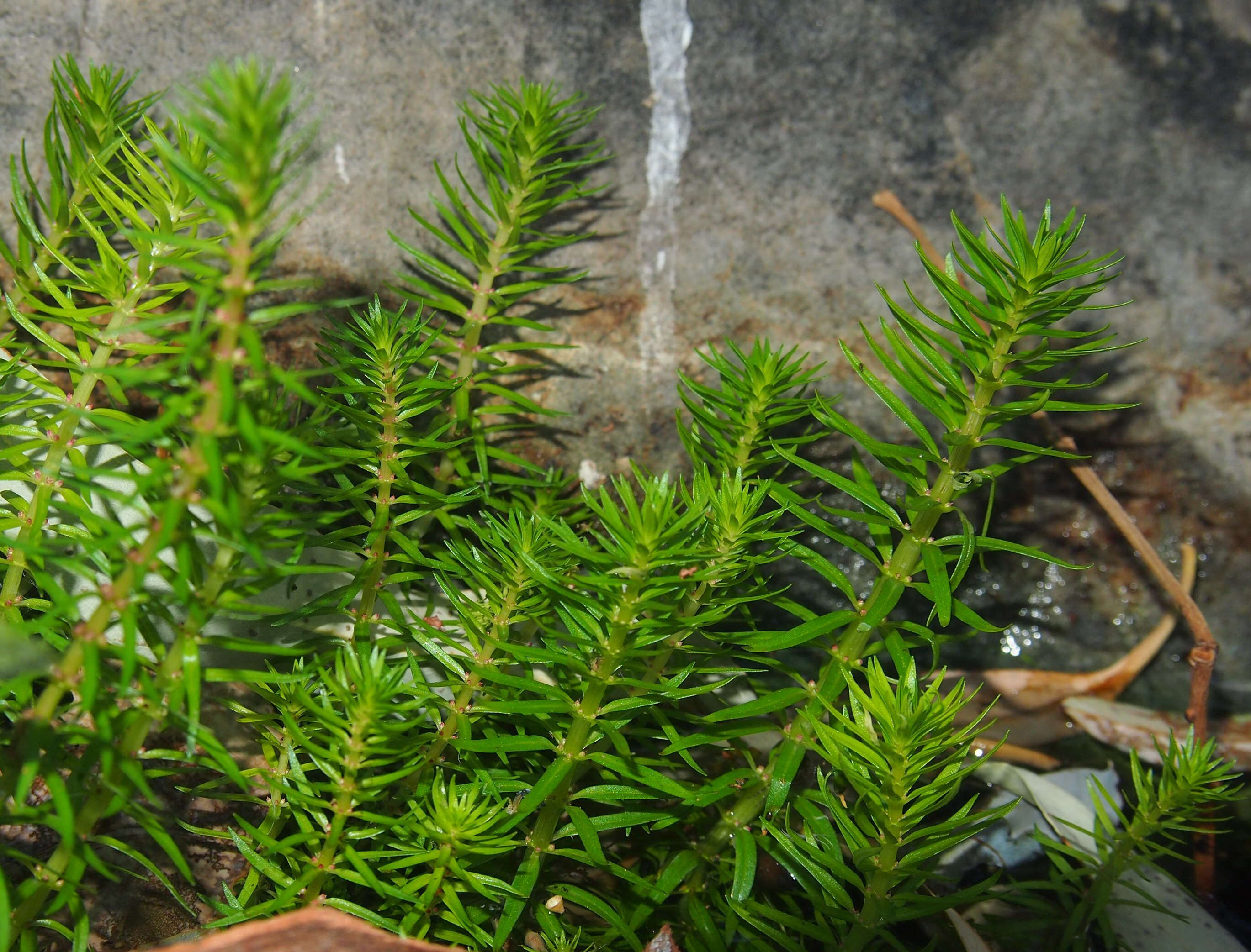 Image of rotala