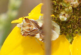 Image of Phymata americana coloradensis Melin 1930