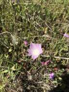 Image of waxy checkerbloom