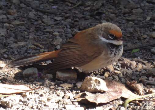 Image of Rufous Fantail