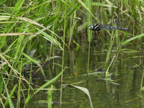 Image of Canada Darner