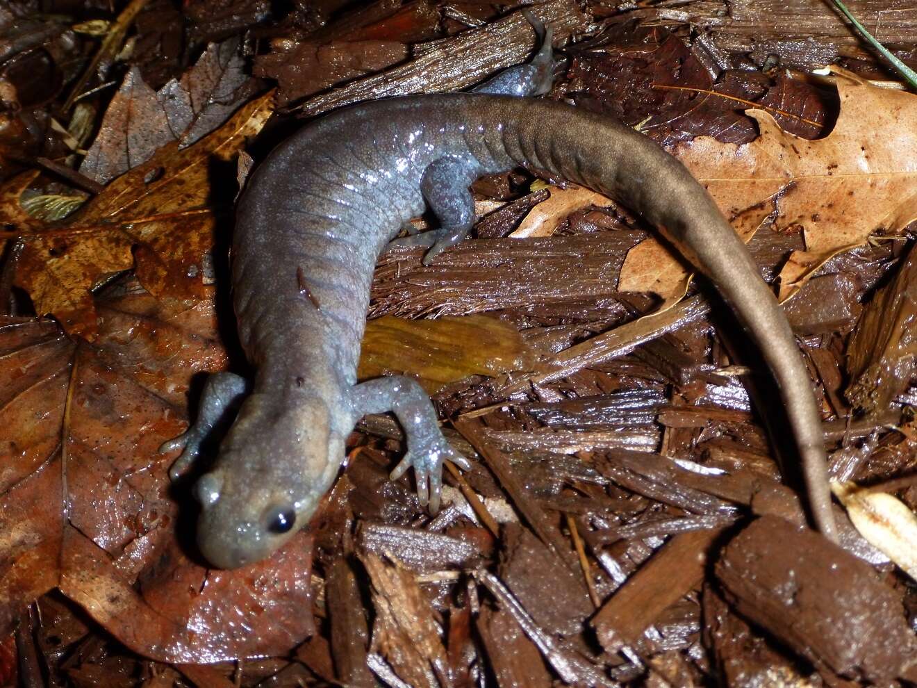 Image of Jefferson Salamander