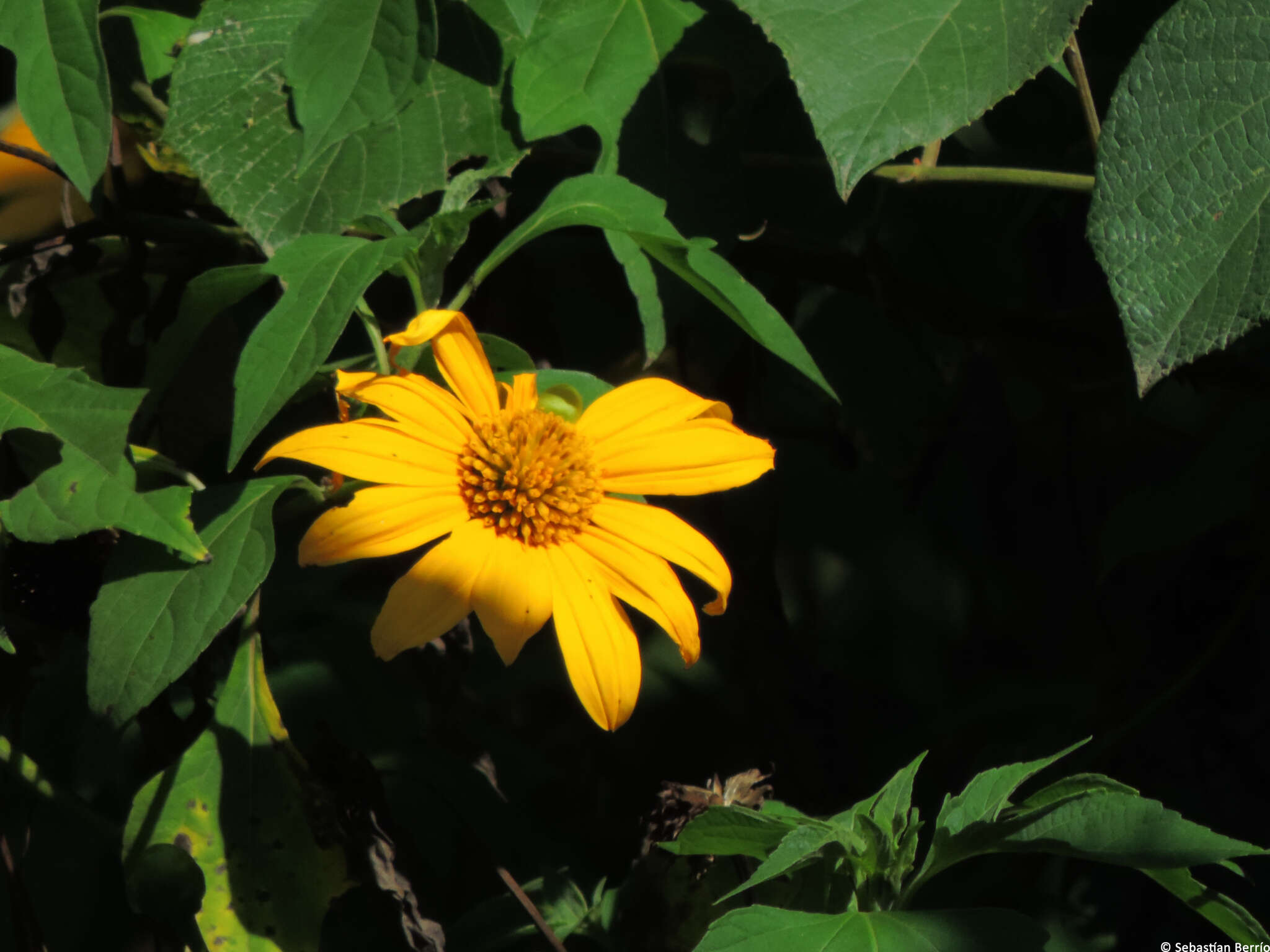 Image of tree marigold