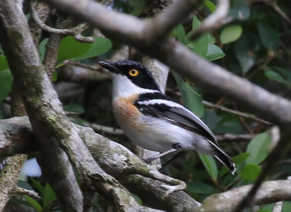 Image of Woodward's Batis