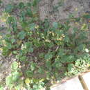 Image of Hermannia scordifolia Jacq.