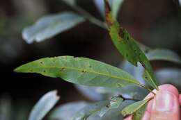 Image of Beilschmiedia elliptica C. T. White