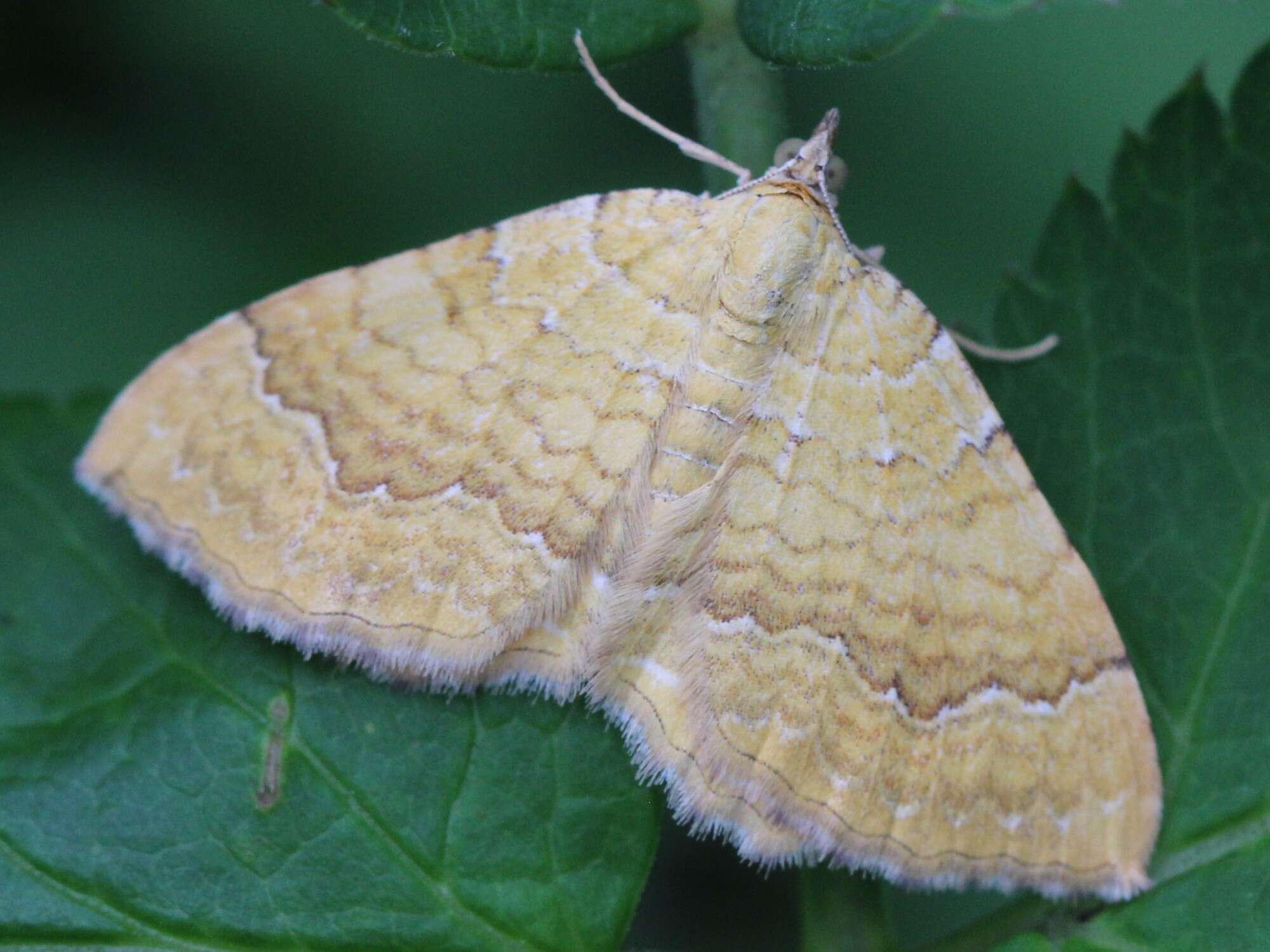 Image of Camptogramma bilineata