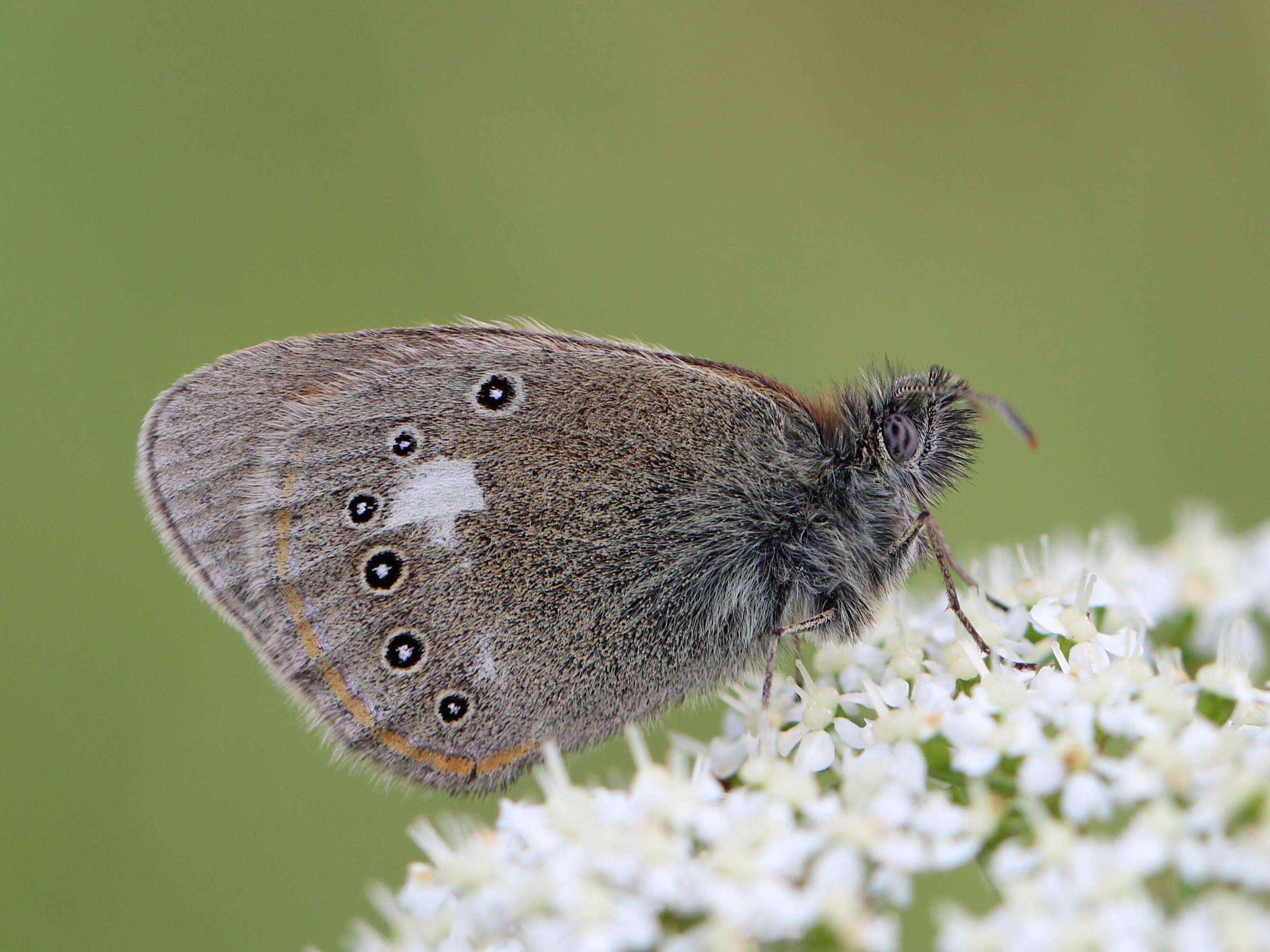 Plancia ëd Coenonympha glycerion