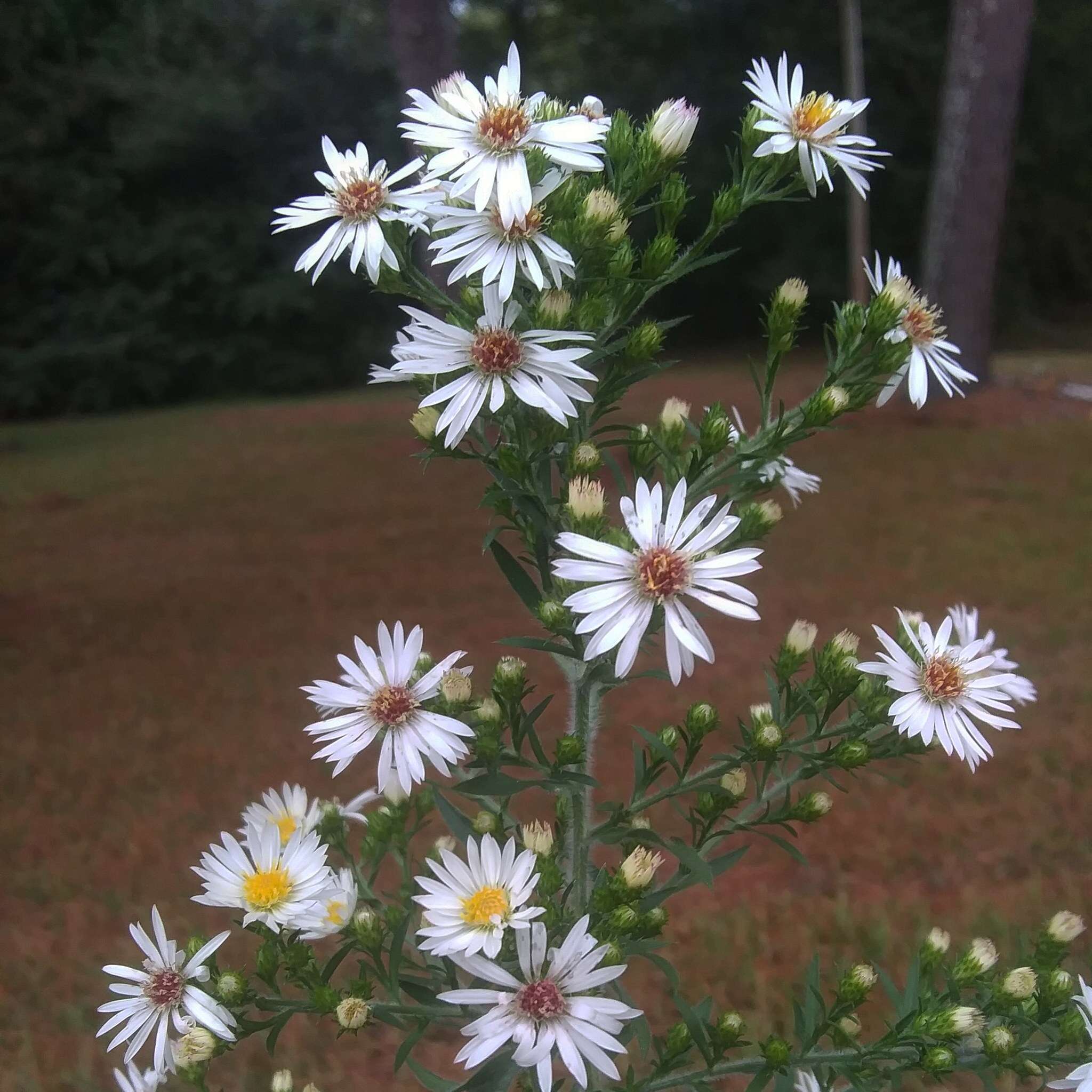 Image of <i>Symphyotrichum <i>pilosum</i></i> var. pilosum