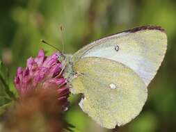 Image of Palaeno Sulphur