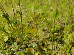 Image of Anemone palmata L.