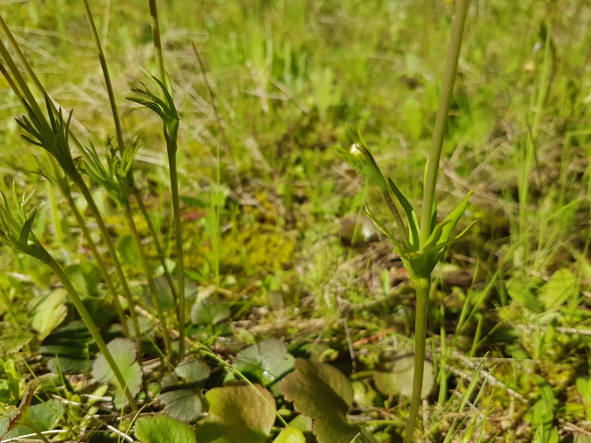 Image of Anemone palmata L.