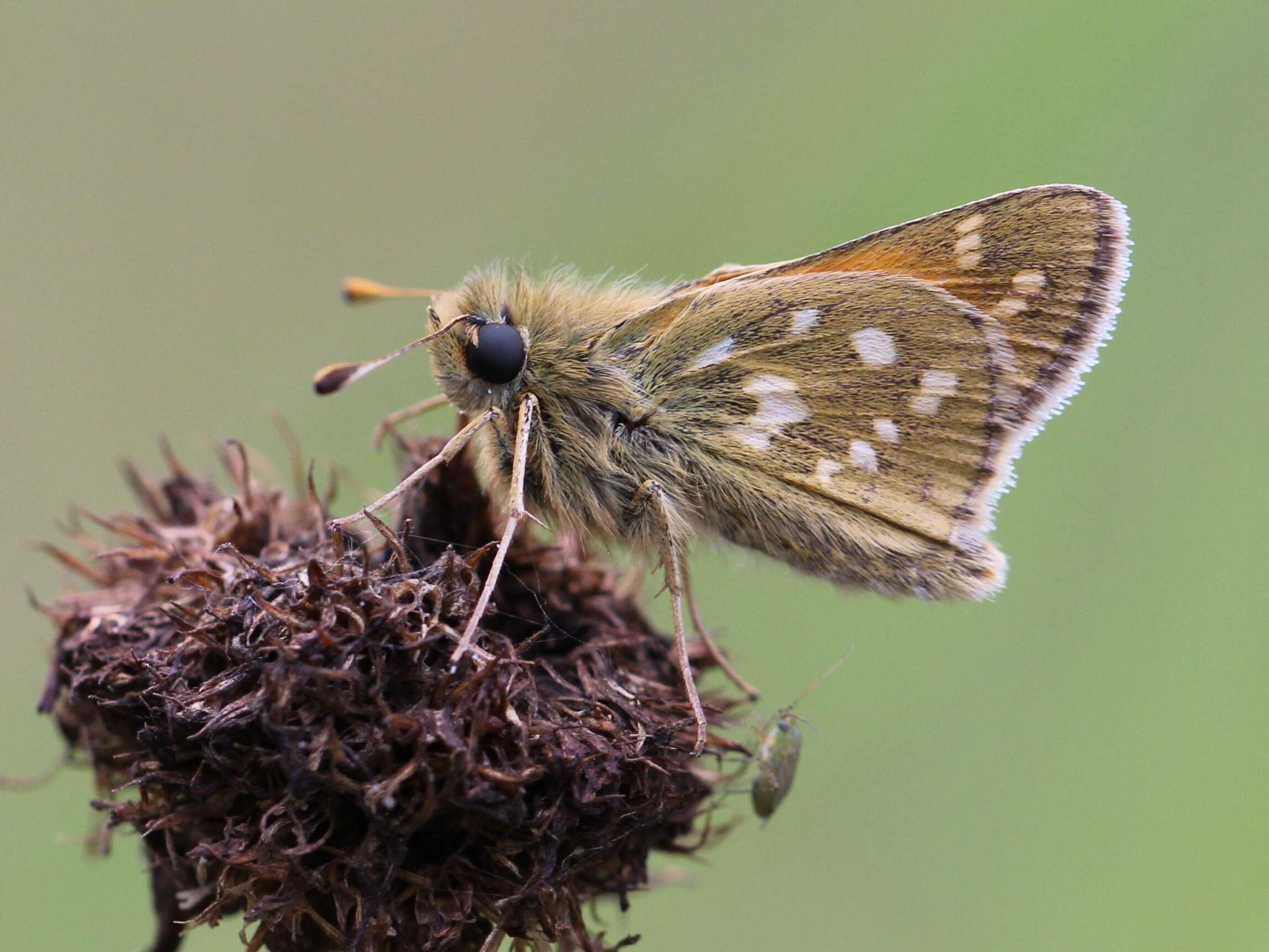 Image of Common Branded Skipper