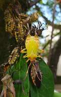 Pachylis laticornis (Fabricius 1798)的图像