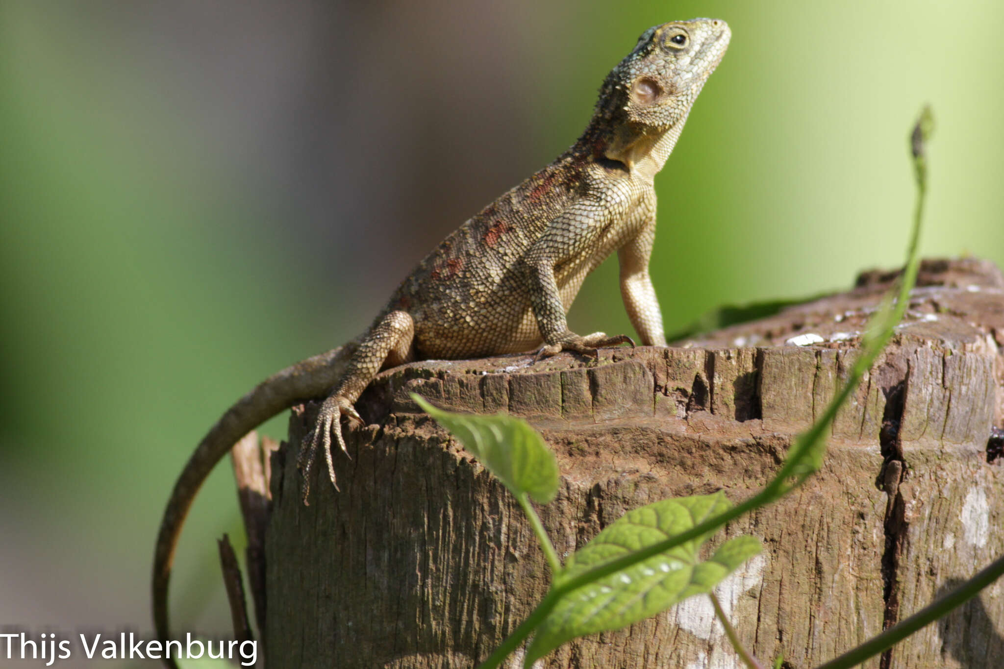 Acanthocercus ugandaensis (Klausewitz 1957) resmi