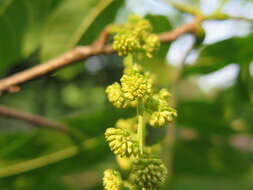 Image of Cyclocarya paliurus (Batalin) Iljinsk.