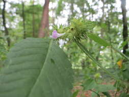 Image of Common hemp nettle