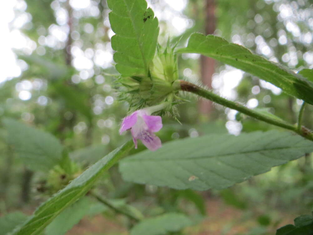 Image of Common hemp nettle